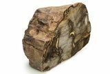 Cretaceous Petrified Wood (Aruacaria) Section - Australia #255771-1